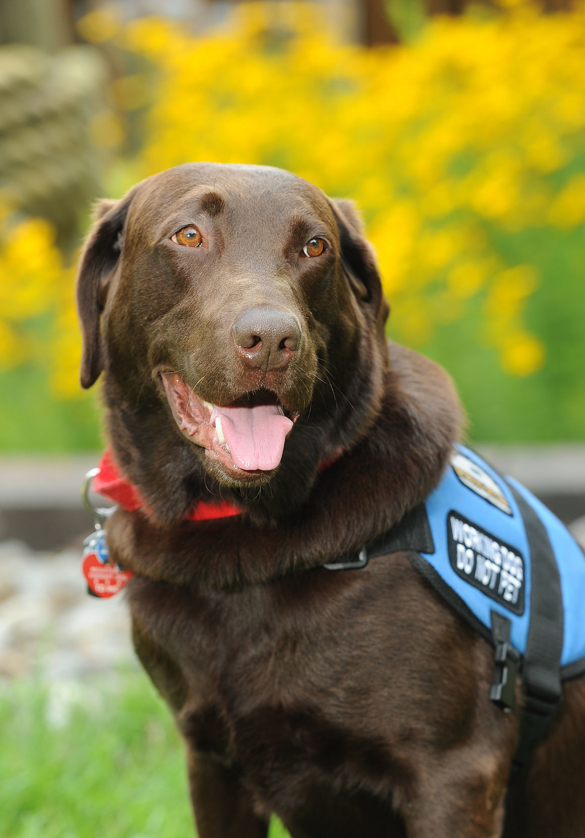 2015 Pet of the Year: Jake